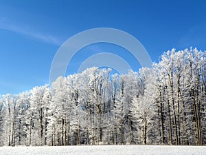 Tree frost outlined on blue sky winter background