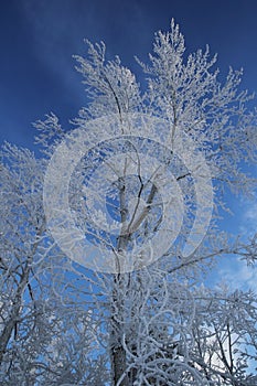 A tree in frosty hoarfrost against a background of blue sky. Siberia.