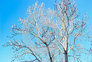 Tree on a frosty sunny day.
