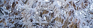 A tree with frozen leaves covered with hoarfrost. Branches of trees under the snow, frosty day. Battle of autumn with