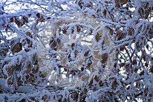 A tree with frozen leaves covered with hoarfrost. Branches of trees under the snow, frosty day. Battle of autumn with