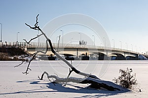 Tree by the frozen river