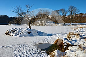 Tree on frozen Rydal Water