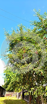 tree with fruit in Romania