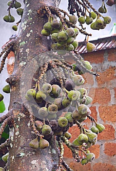 Tree and Fruits of Gular Figs - Ficus Racemosa - Indian Fig Tree in Kerala, India