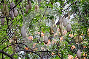 Tree fruits kigelia africana in Jardim Municipal de Funchal, Madeira