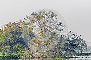 A Tree full of cormorant