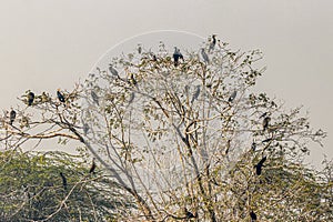 A tree full of Cormorants