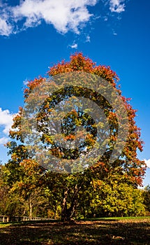 Tree in full fall colors in sunshine with blue sky and clouds, standing near the New River Gorge in West Virginia, USA.