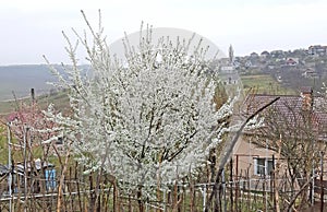 Tree full of flowers in the spring. Prunus cerasifera