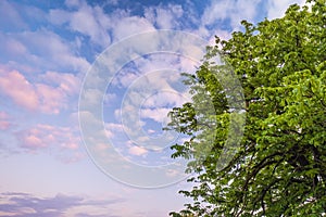 Tree full of fresh green leaves against a blue cloudy sky