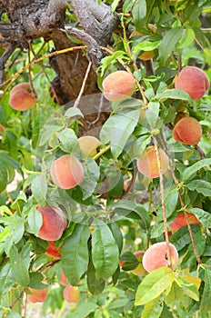 Tree Full of Juicy Ripe Peaches Ready for Harvest