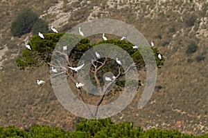 Tree Full Of Little Egrets