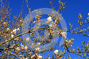A tree full of Magnolia flowers
