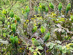 Tree full of parakeets