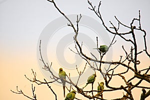 Tree full of parakeets