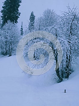 Tree full of Snow paradise  gulmarg