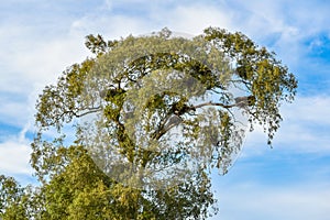 Tree full of stork nests