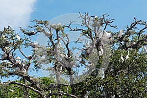 Tree full of White Egrets and Storks