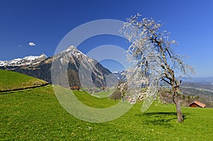 Tree full with white flowers and Niesen moutain view from Aeschiried.