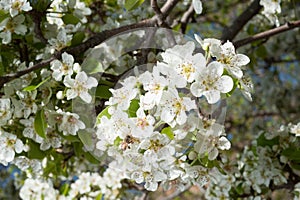 Tree full of white pear blossoms in spring with bee