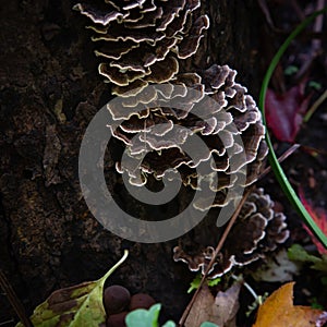 Tree fungi