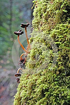 Tree fungi