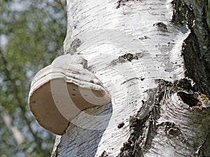 Tree fungus, Birkenporling, Piptoporus betulinus, on the birch trunk photo