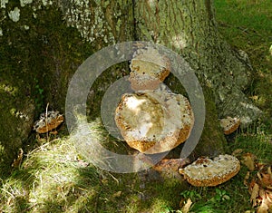 Tree fungus, in dappled sunlight