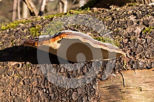 Tree fungus - fruiting bodies of a red-margined polypore