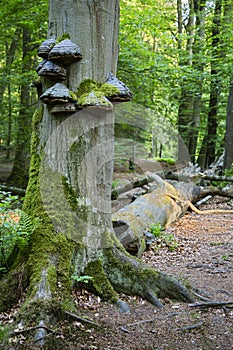 Tree Fungus In Green Forest