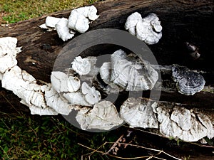 Tree fungus. grifola frondosa - Hen of the Woods. Fungi growing on a dead tree.