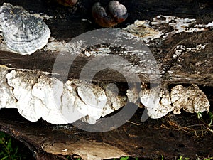 Tree fungus. grifola frondosa - Hen of the Woods. Fungi growing on a dead tree.