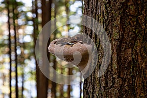 Tree Fungus growing in a forest