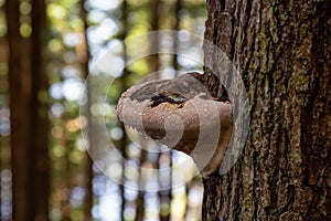 Tree Fungus growing in a forest on the Pacific Ocean Coast