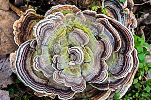 Tree Fungus, mushroom