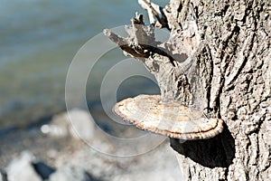 Tree fungus near the water