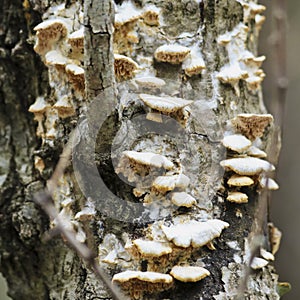 A Tree Fungus in the Polypore Group of Fungi photo