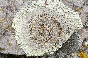 Tree fungus on tree trunks