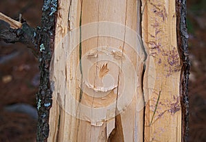 Tree Funny Face Wood Carving