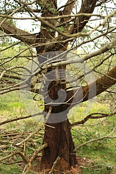 Tree photo