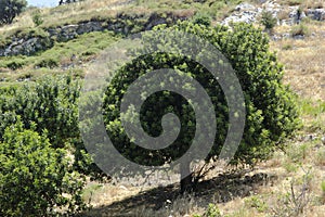 Tree of the galillea  heights. Tree on the hill.