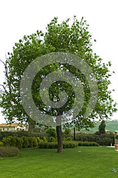 Tree in garden photo