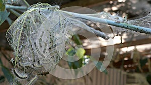 Tree in the garden or backyard, infested with caterpillars and covered with webs from the spider moth. Malacosoma