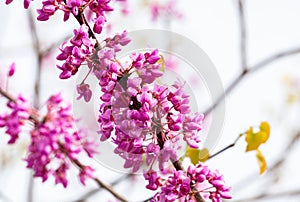 Tree In The Garden Of A Blossoming Tree With Pink Flowers. Branch With Pink Flowers Of The Judas Tree. Close up.