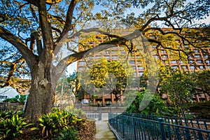 Tree in a garden and building in Mobile, Alabama