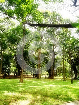 Tree garden in cubbon park at Bangalore