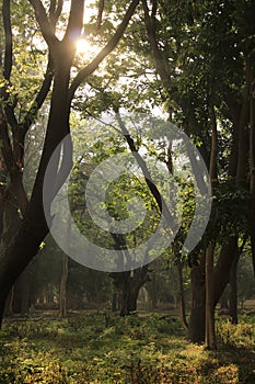 Tree garden in Cubbon Park at Bangalore India