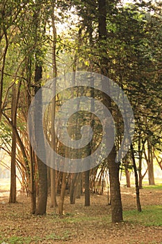 Tree garden in Cubbon Park at Bangalore India