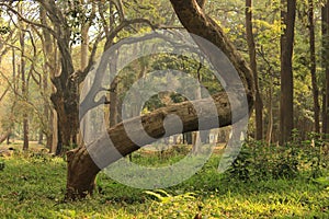 Tree garden in Cubbon Park at Bangalore India